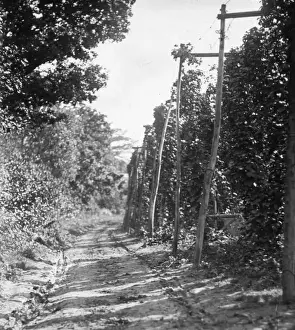 Bexley Area Views Stampe: Hopfields