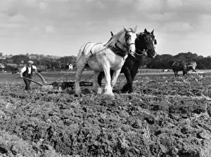 Stampe di Collezione di cavalli da coppia con una zappa unica e lavorazione del suolo nella primavera autunnale sullo stesso fattoria nel condato inglese dell'Essex Immagini Correlate Stampe: Furbo a cavalli