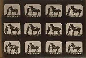 Vintage Horse Photos Stampe: Horses. Backing