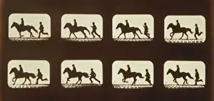 Equestrian Photography Stampe: Horses. Cantering