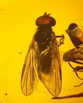 Eocene Era Fossils Stampe: Hoverfly in amber