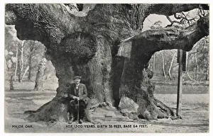 Iconic British Landmarks Stampe: Huge Old Oak Tree C1912