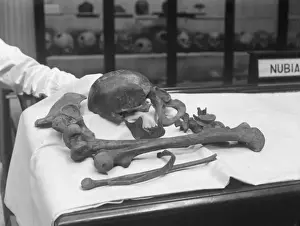 Medical Anatomy Stampe: Human Bones