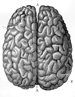 Human Brain Anatomy Stampe: The Human Brain