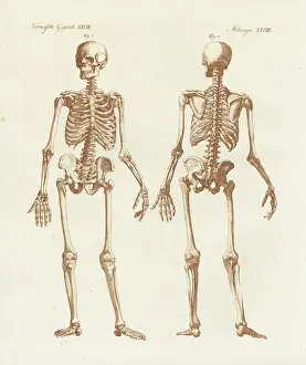 Human Skeleton Illustration Stampe: Human skeleton from front and back