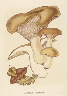 Il fungo Hydnum repandum