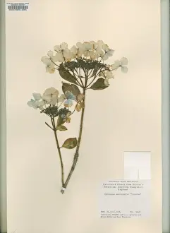 Bigleaf Hydrangea Stampe: Hydrangea macrophylla Tricolor, bigleaf hydrangea