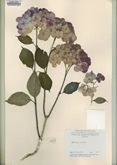 Hydrangeaceae Family Stampe: Hydrangea preziosa