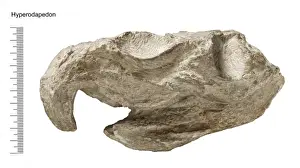 Diapsid Reptiles Stampe: Hyperodapedon