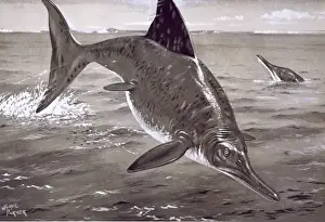 Ichthyosaurus Illustration Stampe: Ichthyosaurus