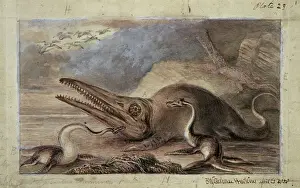 Ichthyosaurus Illustration Stampe: Ichthyosaurus, Plesiosaurus