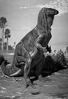 Estinto Stampe: Iguanodon