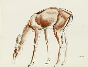 Raymond Sheppard Artwork Stampe: An Impala