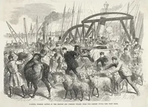 London Docks History Stampe: Imported Cattle at Docks