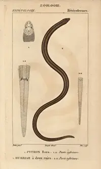Jussieu Dictionnaire Des Sciences Naturelles Stampe: Indian python, Python molurus, and New Guinea