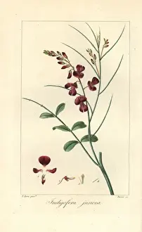 Botanical Illustration Artists Stampe: Indigofera juncea