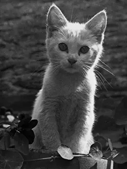 Cute Cat Pictures Stampe: Innocent Kitten