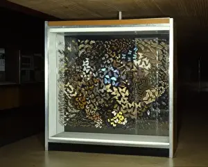 Natural History Museum Exhibit Stampe: Insect Gallery