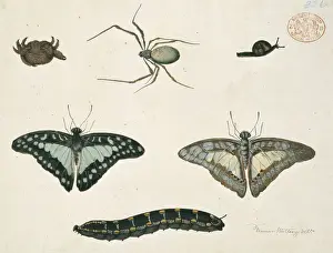 Australian Insects Stampe: Insects