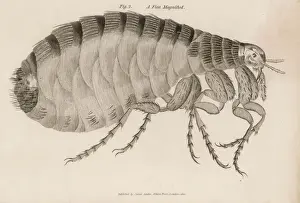 Stampe di Pulce comune (Pulex) Immagini Correlate Stampe: Insetti/ Zanzara