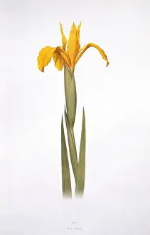 Iridaceae Family Stampe: Iris aurea, iris