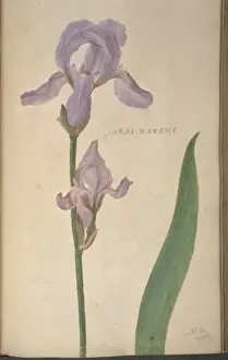 Exotic Flowering Plants Stampe: Iris maxima, iris