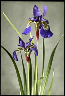 Iridaceae Family Stampe: Iris Orientalis (Spuria Beardless Iris)
