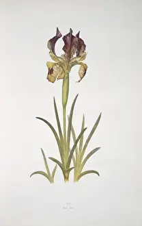 Monocotyledonous Flowering Plants Stampe: Iris sari, iris