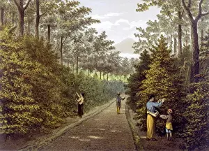 Food And Drink Industry Stampe: Java Coffee Plantation