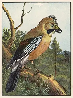 Woodland Birds UK Stampe: Jay (Foster)
