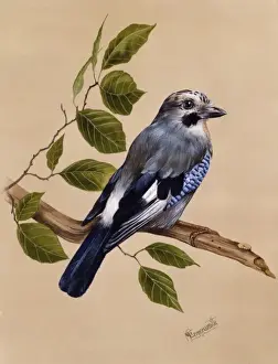 Malcolm Greensmith Artwork Stampe: A Jay on a perch