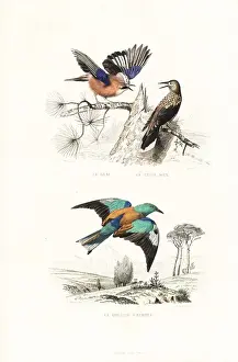 Handcolored Prints Online Stampe: Jay, spotted nutcracker and roller