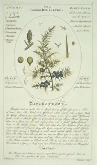 Cupressaceae Family Tree Stampe: Juniperus communis, juniper