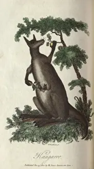 Australian Wildlife Illustrations Stampe: Kangaroo