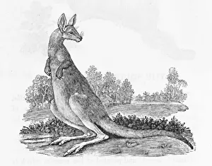 Native Australian Animals Stampe: Kangaroo (Bewick)