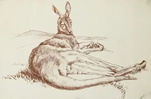 Raymond Sheppard Artwork Stampe: Kangeroo