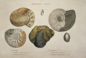Geologico Stampe: Kelloways Stone