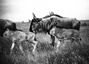 African Antelope Images Stampe: Kenyan Wildebeest / Gnu