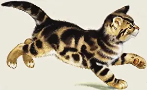 Cat Lover Gift Ideas Stampe: Kitten