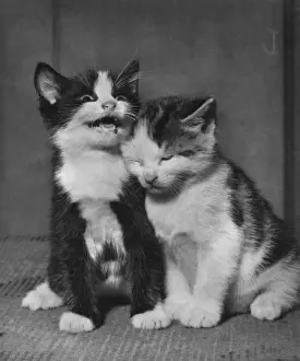 Vintage Kitten Photography Stampe: Two kittens
