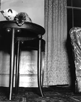Indoor Cat Photos Stampe: Two Kittens on a Table