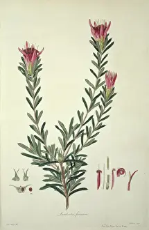 Didelphidae Stampe: Lambertia formosa, diavolo della montagna