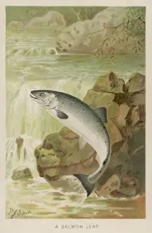Aquatic Animals Stampe: Leaping Salmon
