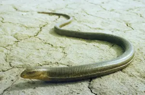 Stampe di Salamandra senza gambe (Ophisaurus apodus). Monti di Kopet-Dag - Turkmenistan - ex CIS - Marzo Turkmenistan Stampe: Salamandra senza gambe