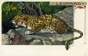 African Leopard Habitat Stampe: Leopard