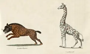 Australian Wildlife Prints Stampe: Leopard and Hyena