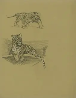 Il leopardo sulla ledga e il cucciolo di tigre
