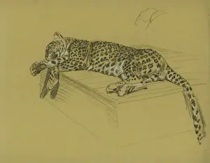 Wildlife Prints For Sale Stampe: Leopard lying on a ledge