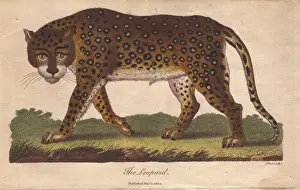 Ebenezer Sibly Prints Stampe: Leopard, Panthera pardus