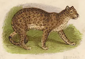 Panthera Pardus Image Stampe: Leopard Profile View